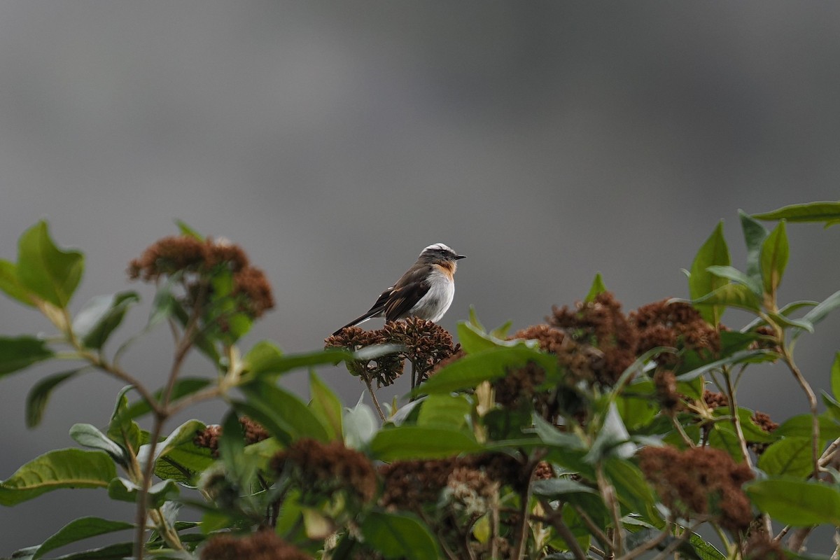 Rufous-breasted Chat-Tyrant - ML646451797
