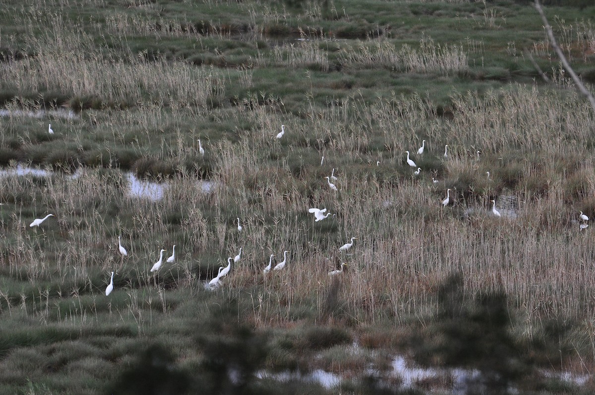 לבנית גדולה - ML646451798