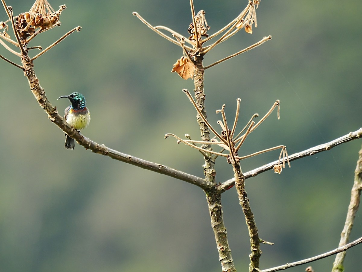 Souimanga Sunbird - ML646451799