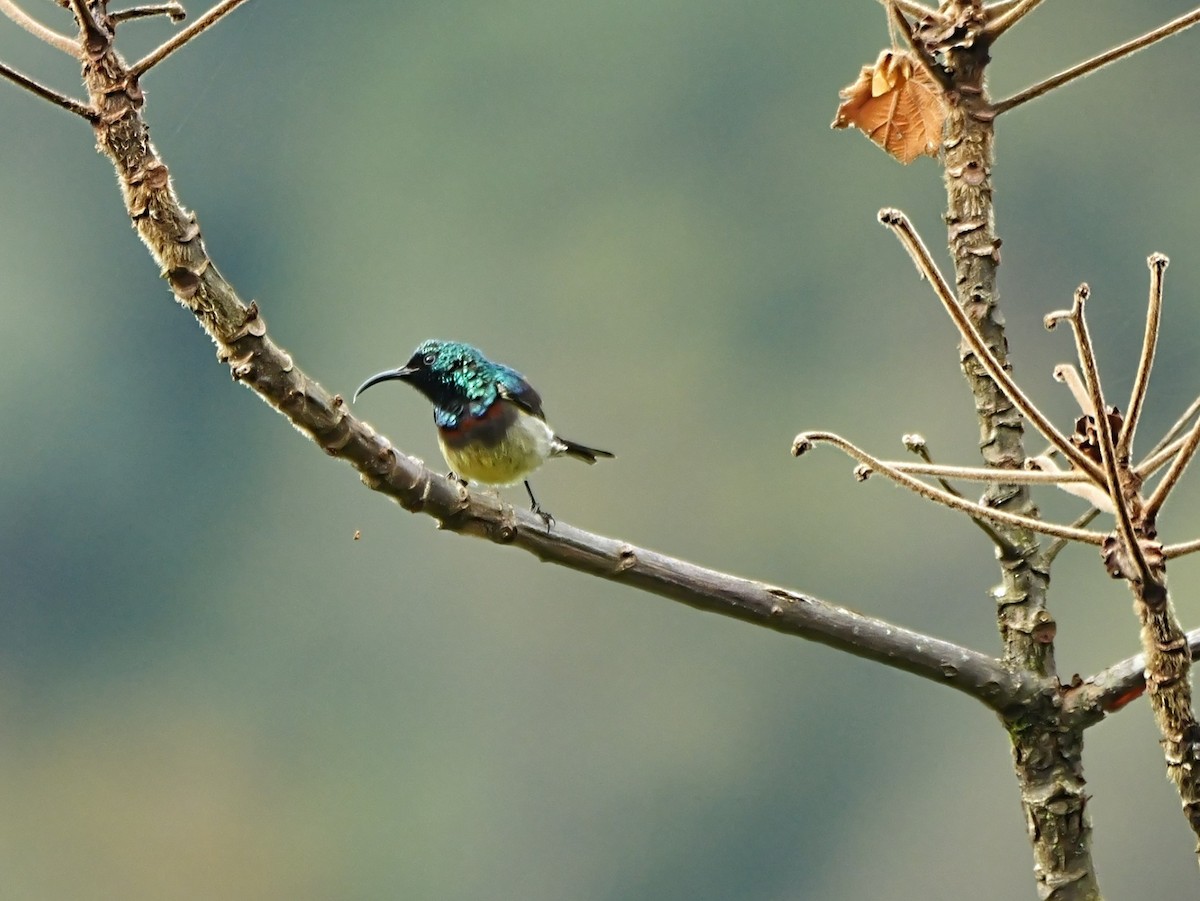 Souimanga Sunbird - ML646451800