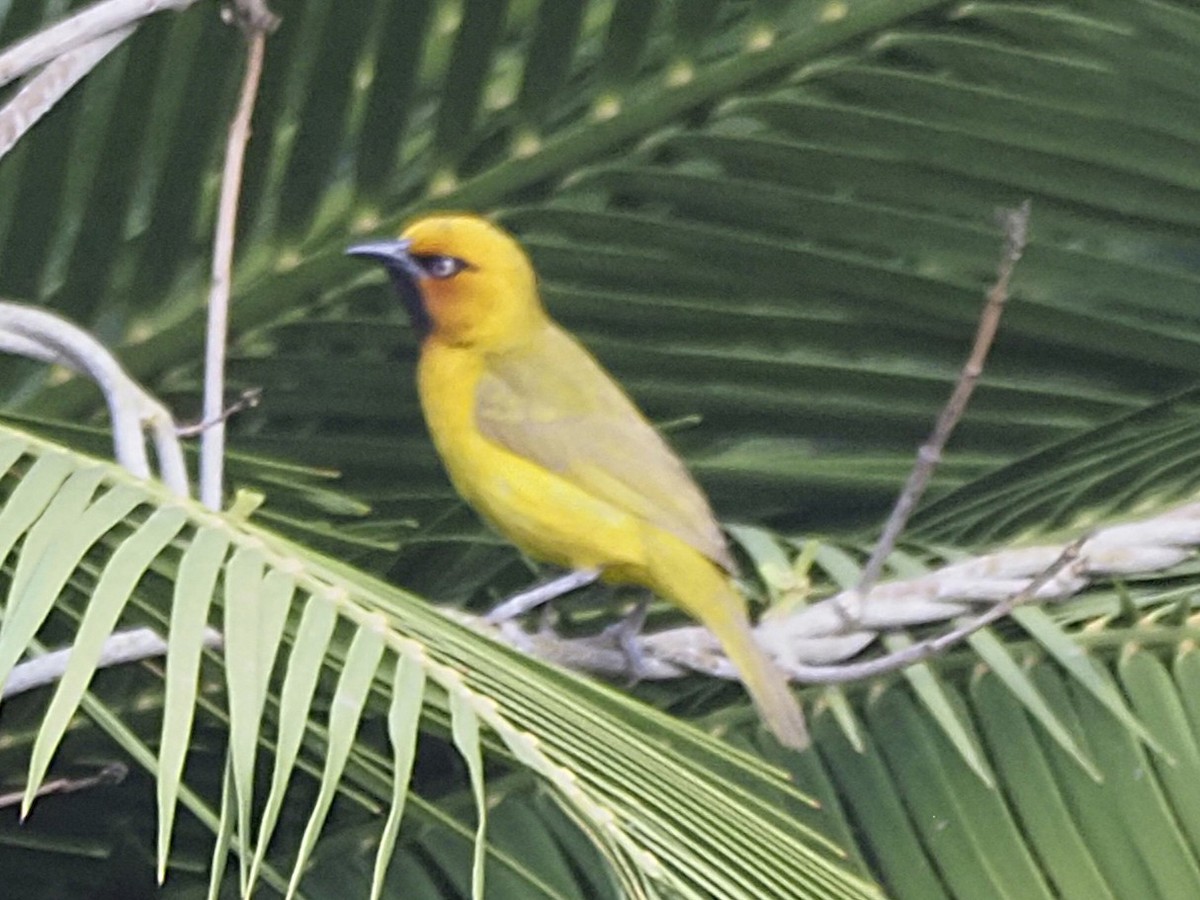 Spectacled Weaver - ML646451805