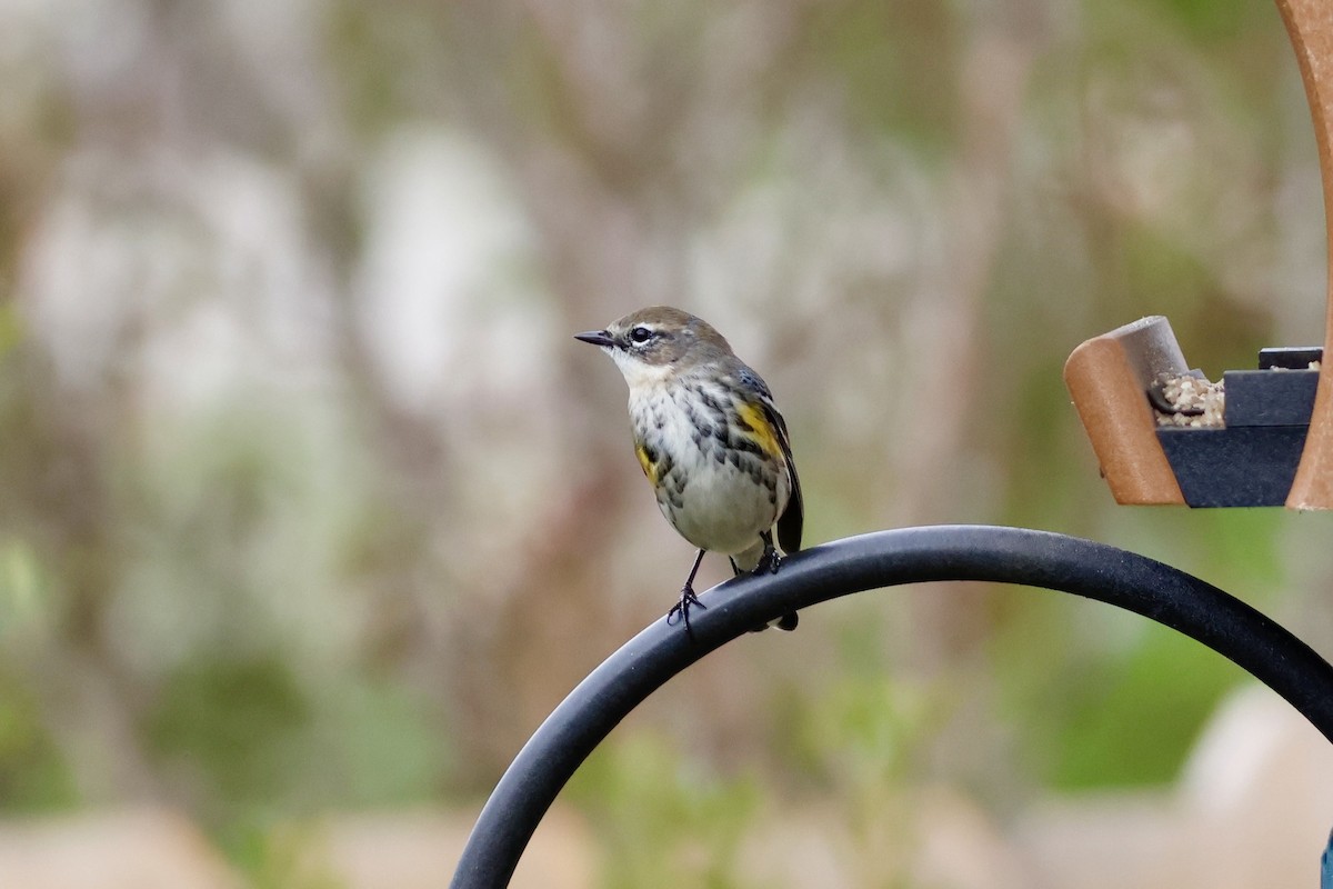 Yellow-rumped Warbler (Myrtle) - ML646451809
