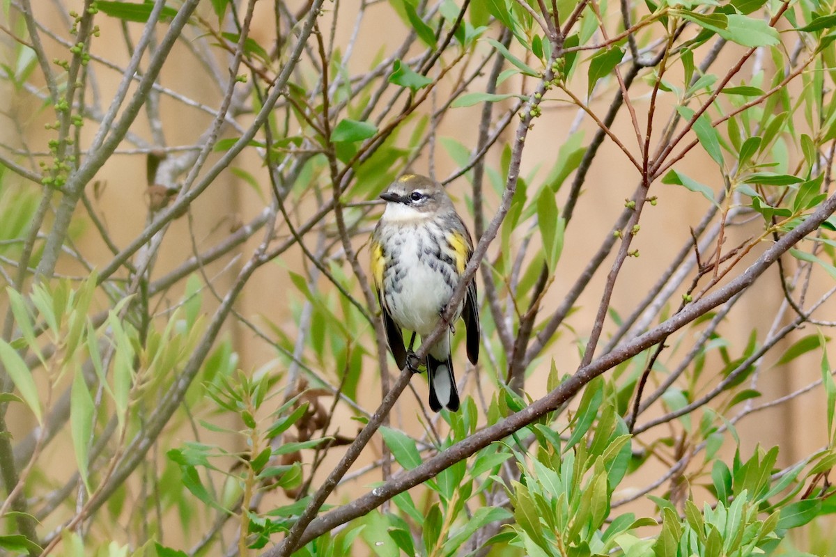Yellow-rumped Warbler (Myrtle) - ML646451810