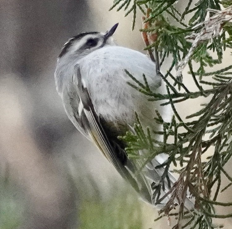 アメリカキクイタダキ - ML646451812