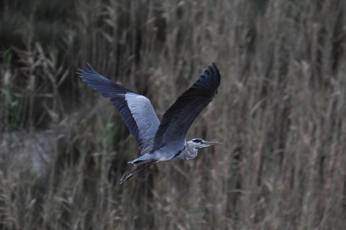 אנפה אפורה - ML646451813