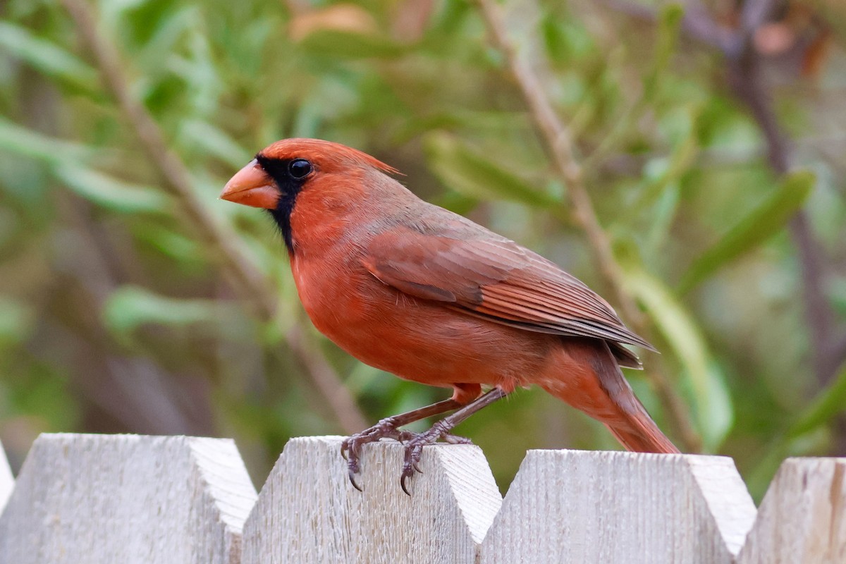 Northern Cardinal - ML646451814