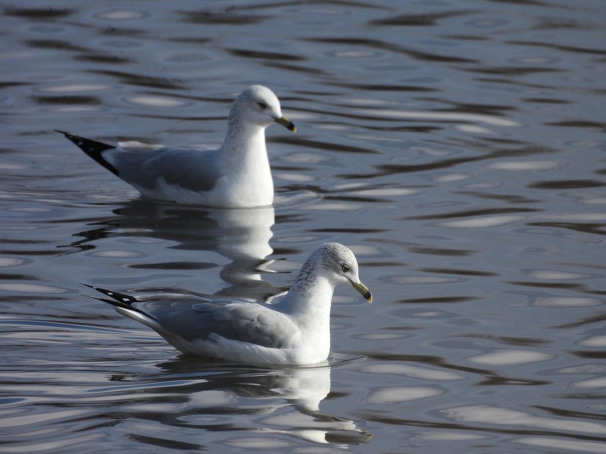 Gavina americana - ML646451818