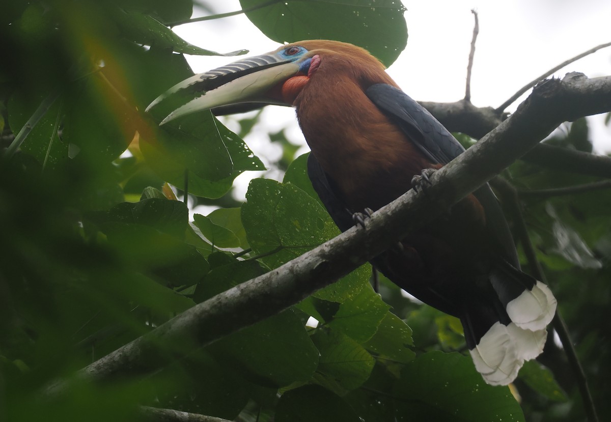 Rufous-necked Hornbill - ML646451820
