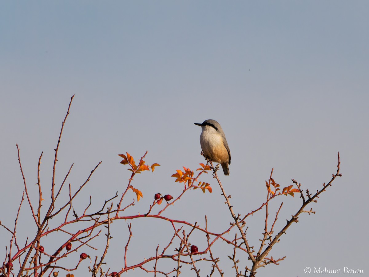 Western Rock Nuthatch - ML646451822