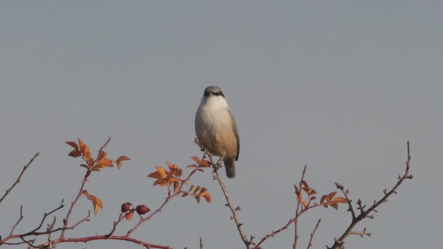 Kaya Sıvacısı - ML646451824