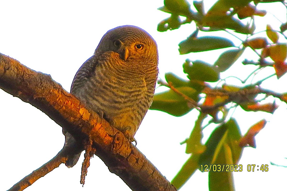 Jungle Owlet - ML646451827