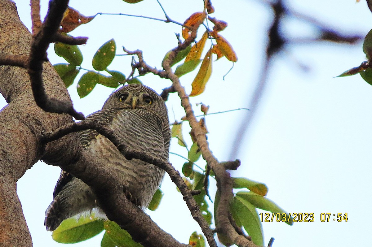 Jungle Owlet - ML646451828