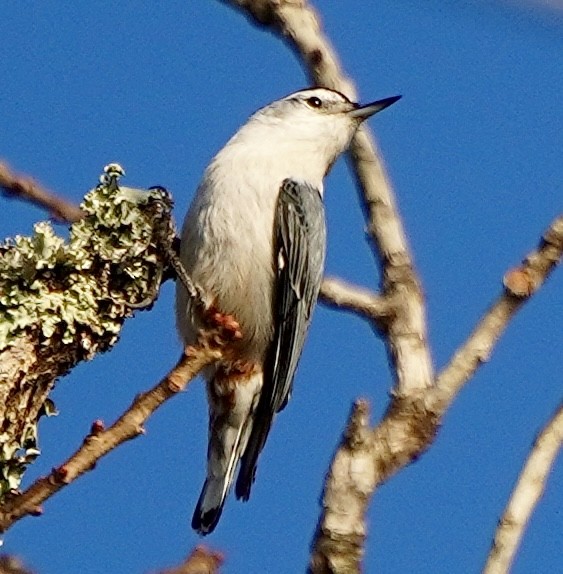 ムナジロゴジュウカラ - ML646451830