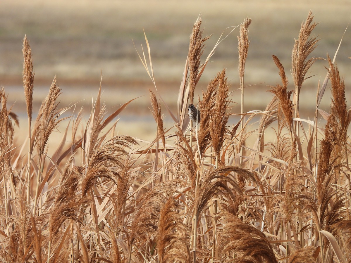 Song Sparrow - ML646451840