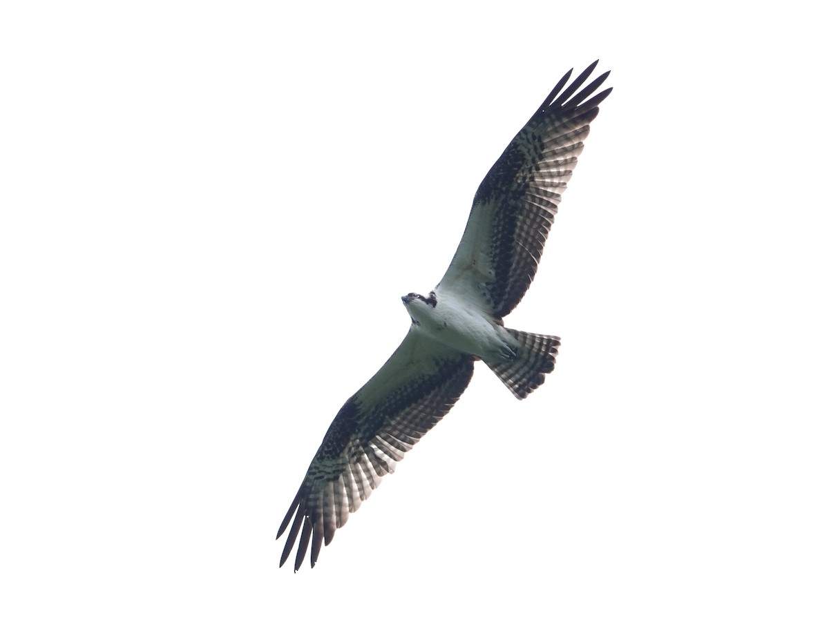 orlovec říční (ssp. carolinensis) - ML646451841