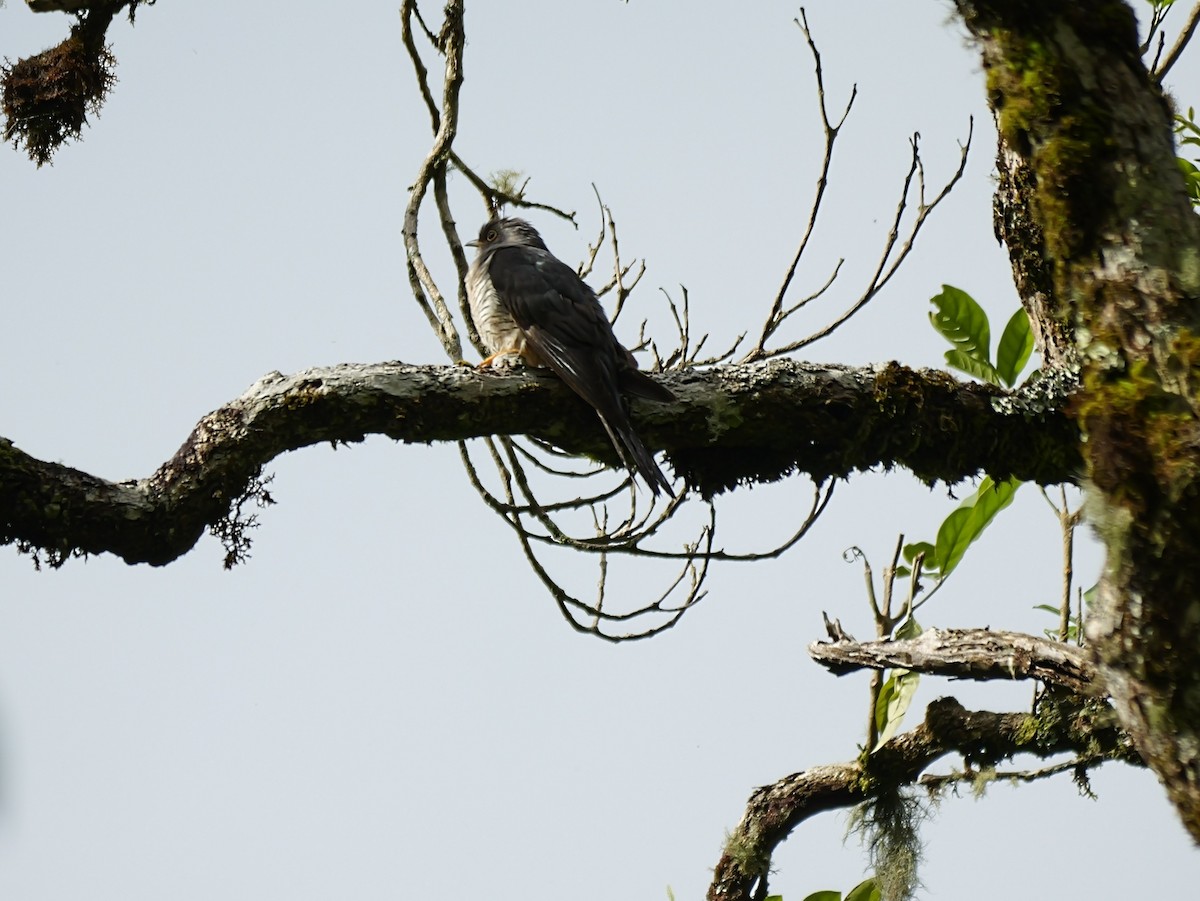 Madagascar Cuckoo - ML646451844