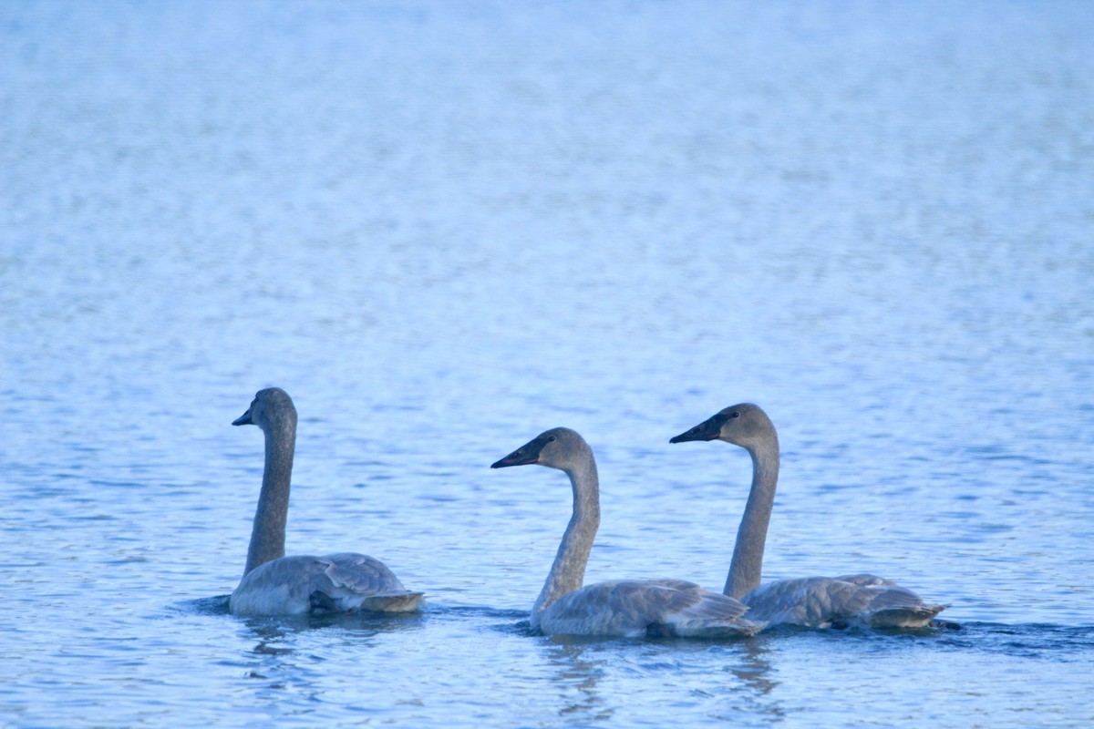 Trumpeter Swan - ML646451845