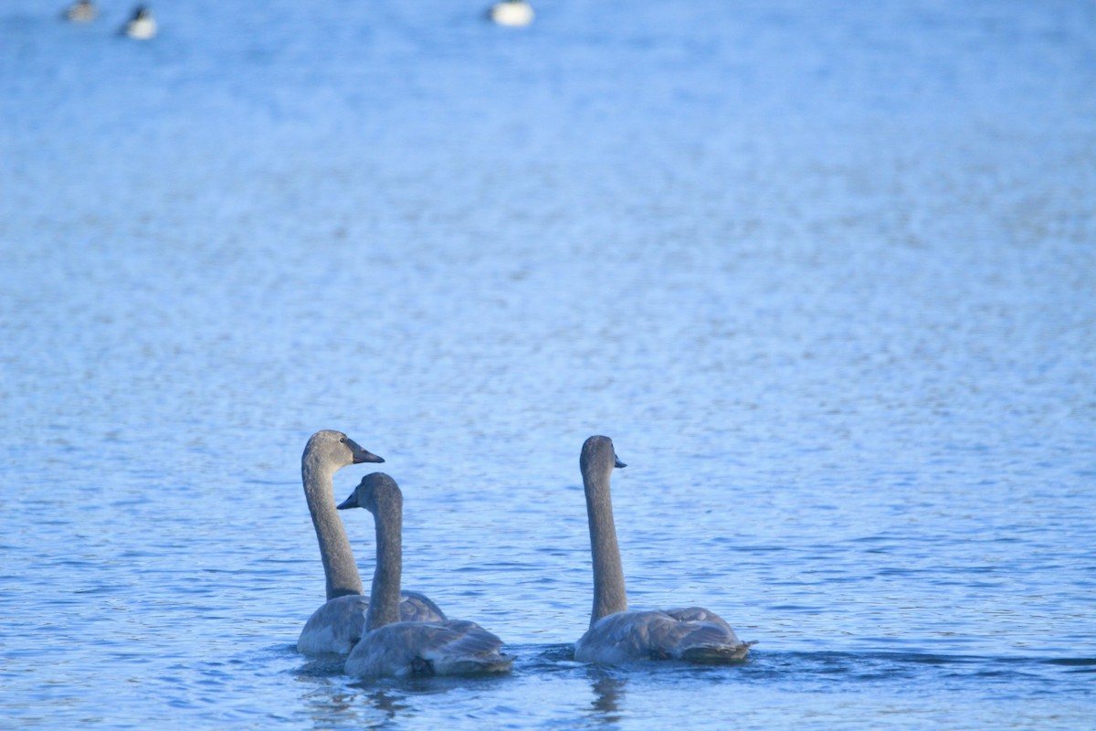 Trumpeter Swan - ML646451846