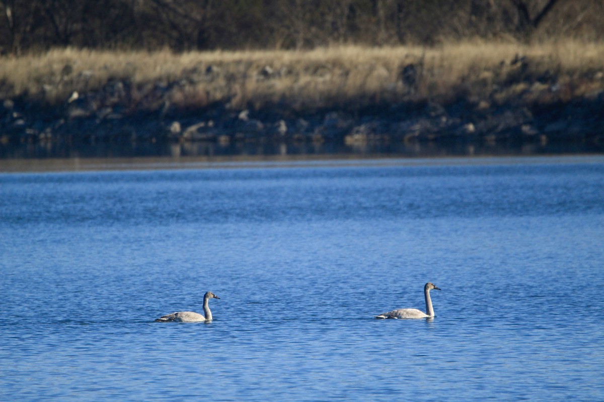 Trumpeter Swan - ML646451847