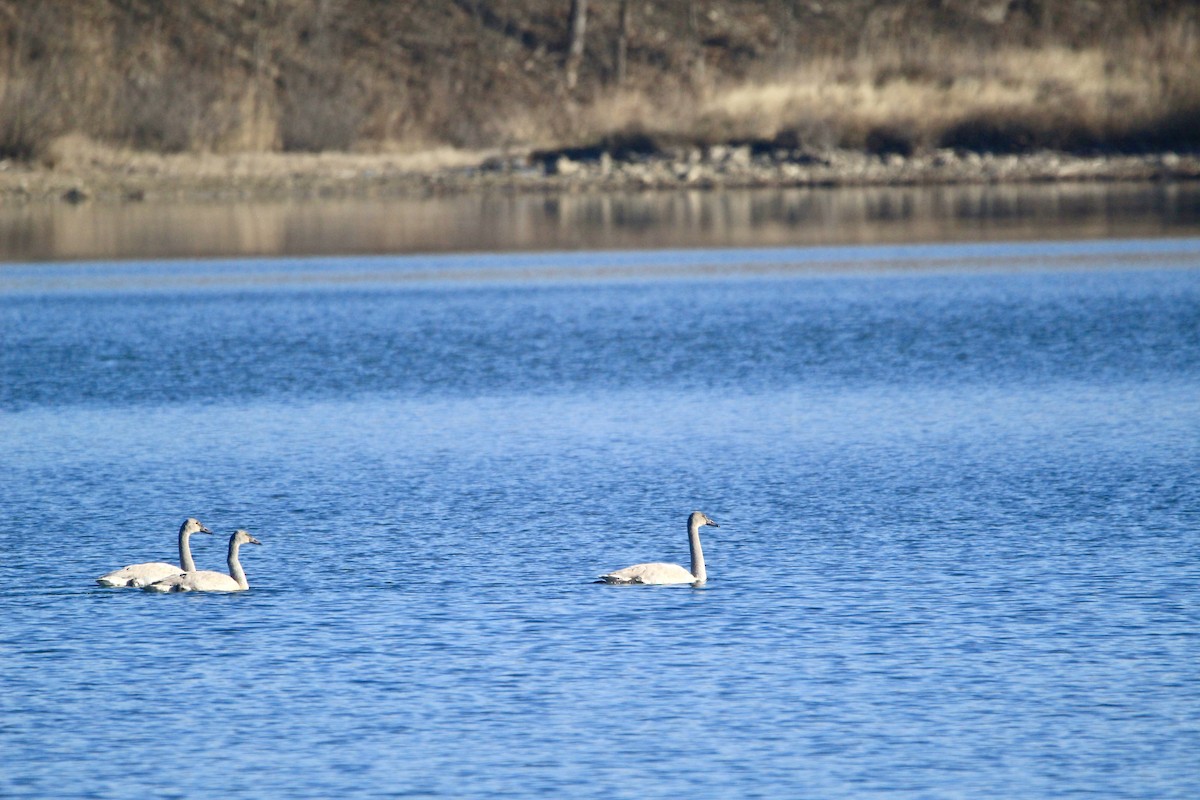 Trumpeter Swan - ML646451848