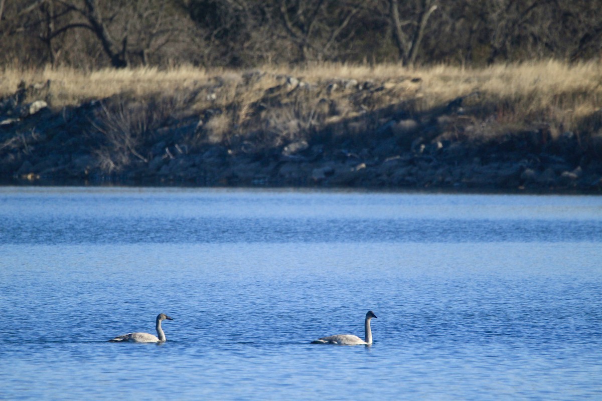 Trumpeter Swan - ML646451849