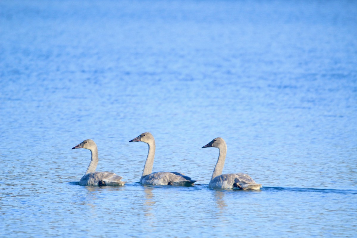 Trumpeter Swan - ML646451850