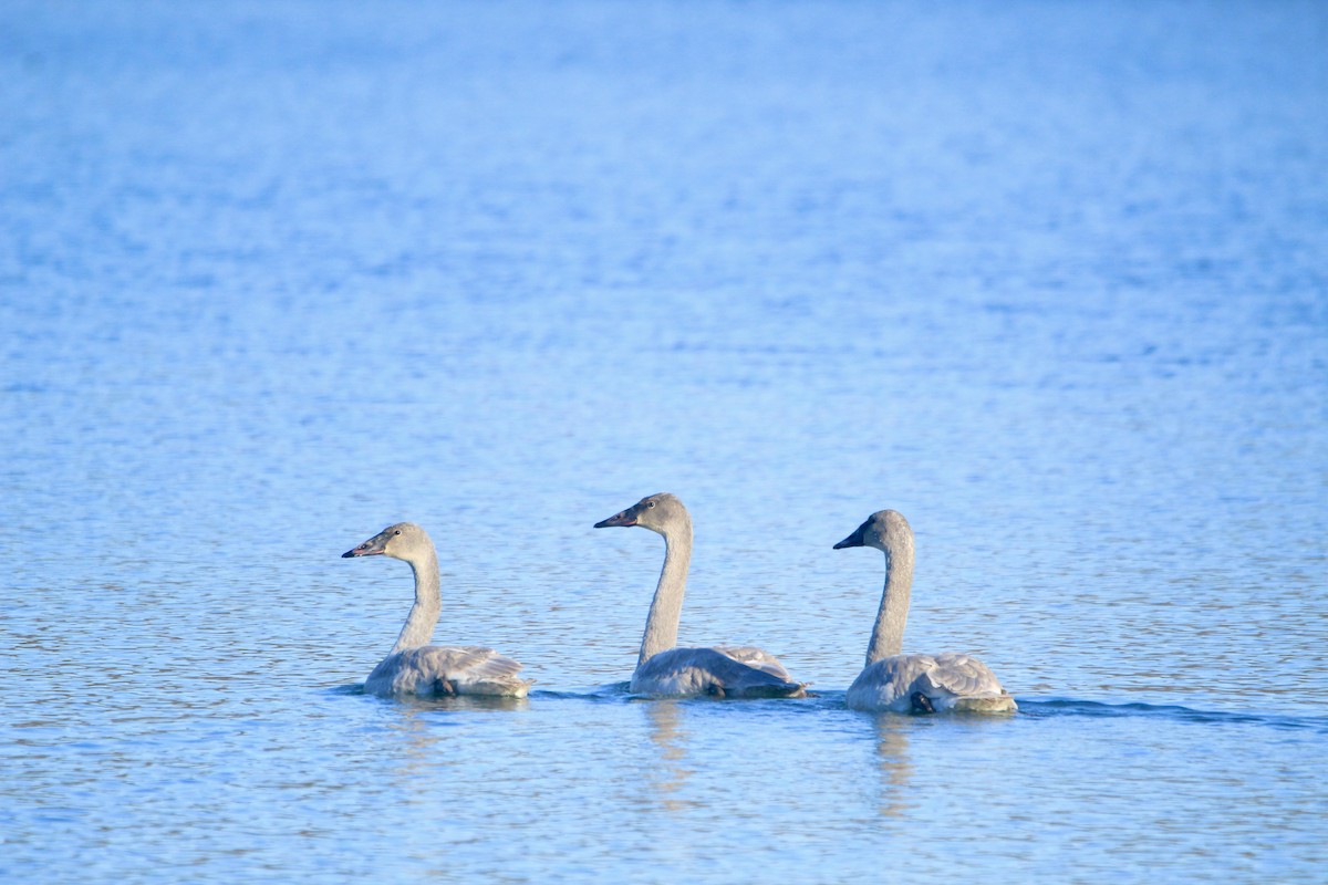 Trumpeter Swan - ML646451851