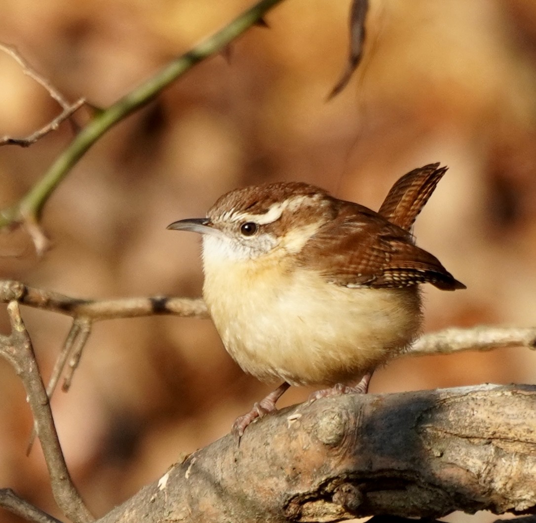 チャバラマユミソサザイ - ML646451853