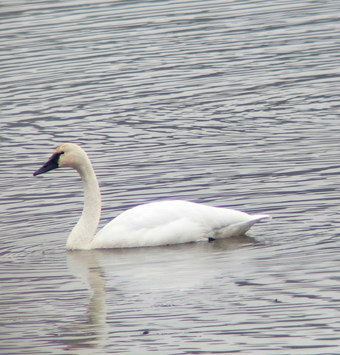 小天鵝(columbianus) - ML646451854