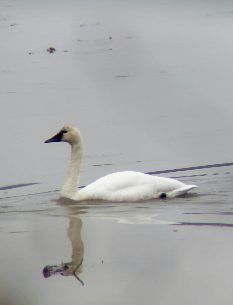 小天鵝(columbianus) - ML646451855