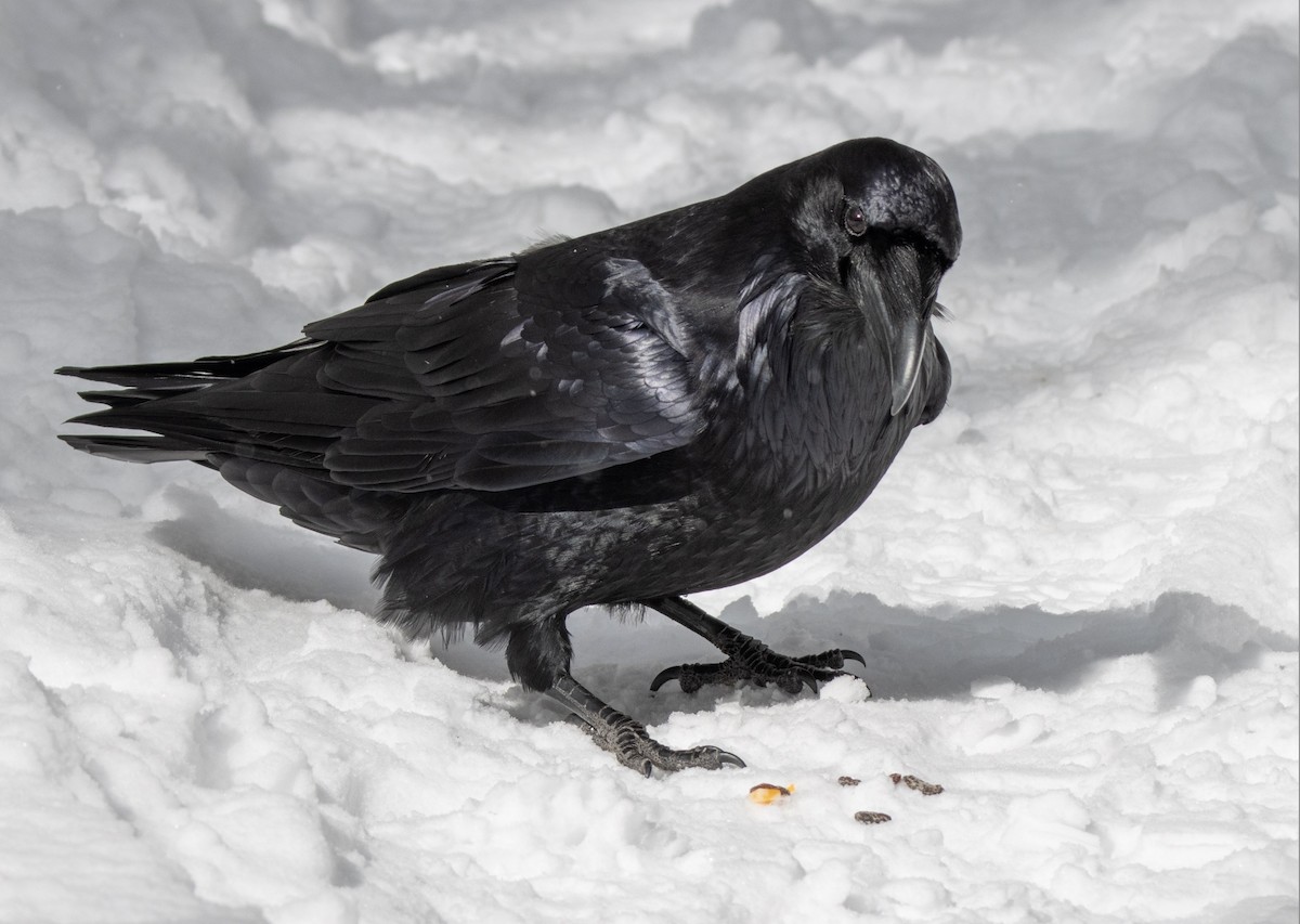 Ворон - ML646451862