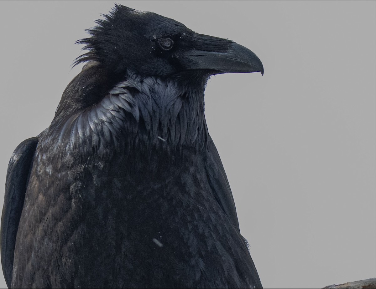 Common Raven - ML646451863