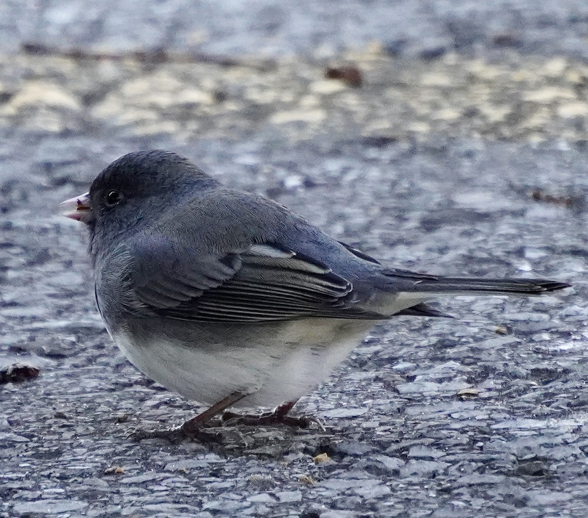 ユキヒメドリ - ML646451869