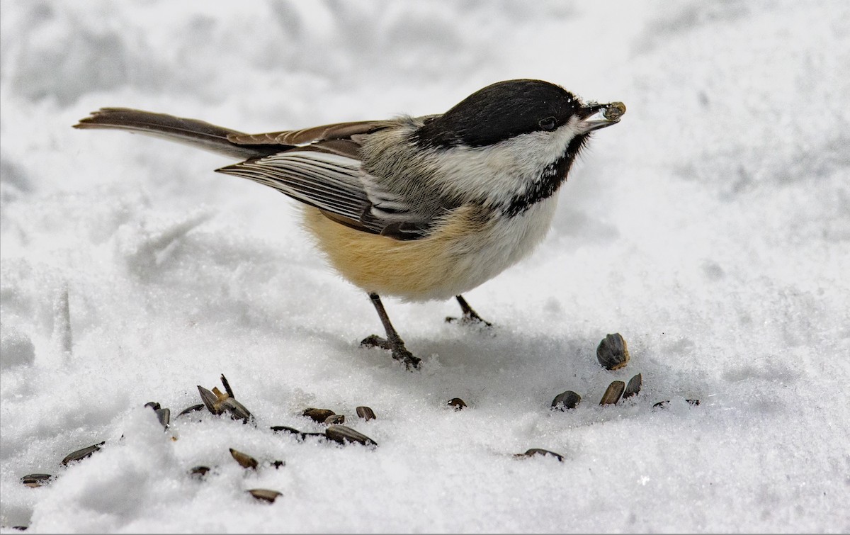 Черношапочная гаичка - ML646451870