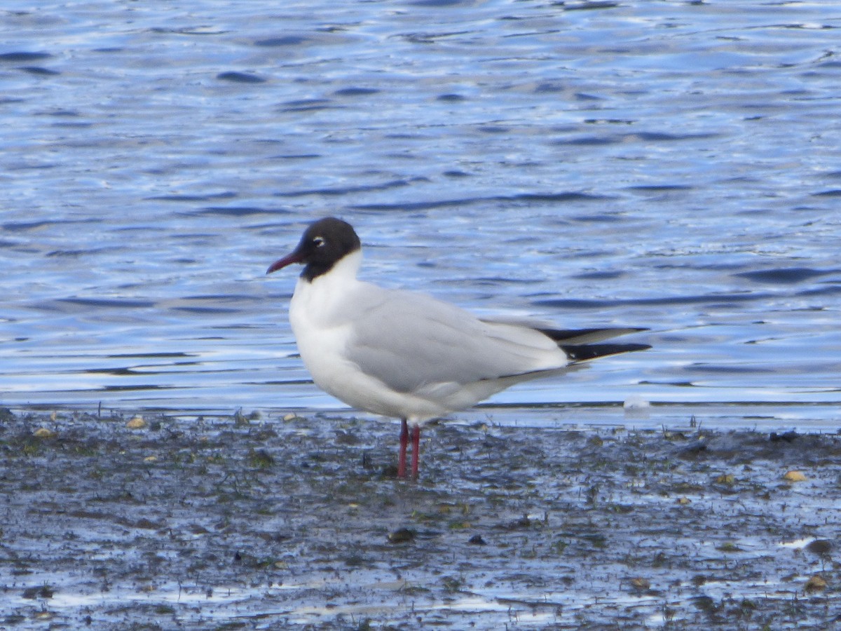 Black-headed Gull - ML646451872