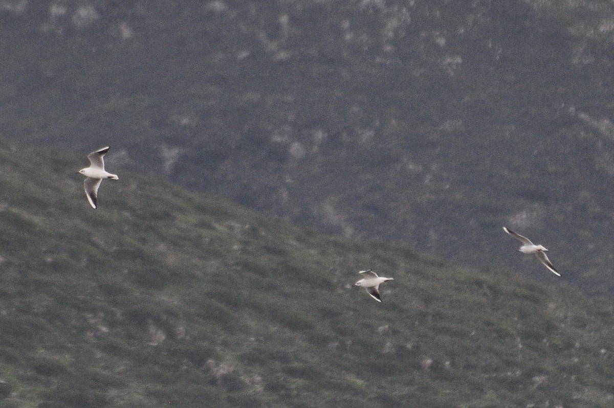 שחף אגמים - ML646451874