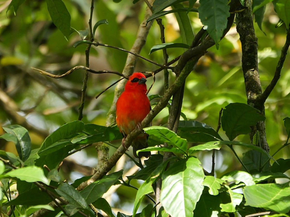 Red Fody - ML646451875