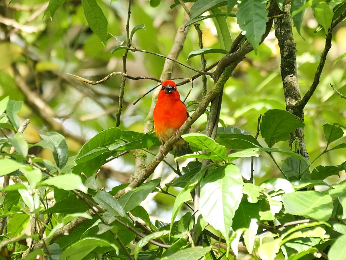 Red Fody - ML646451876