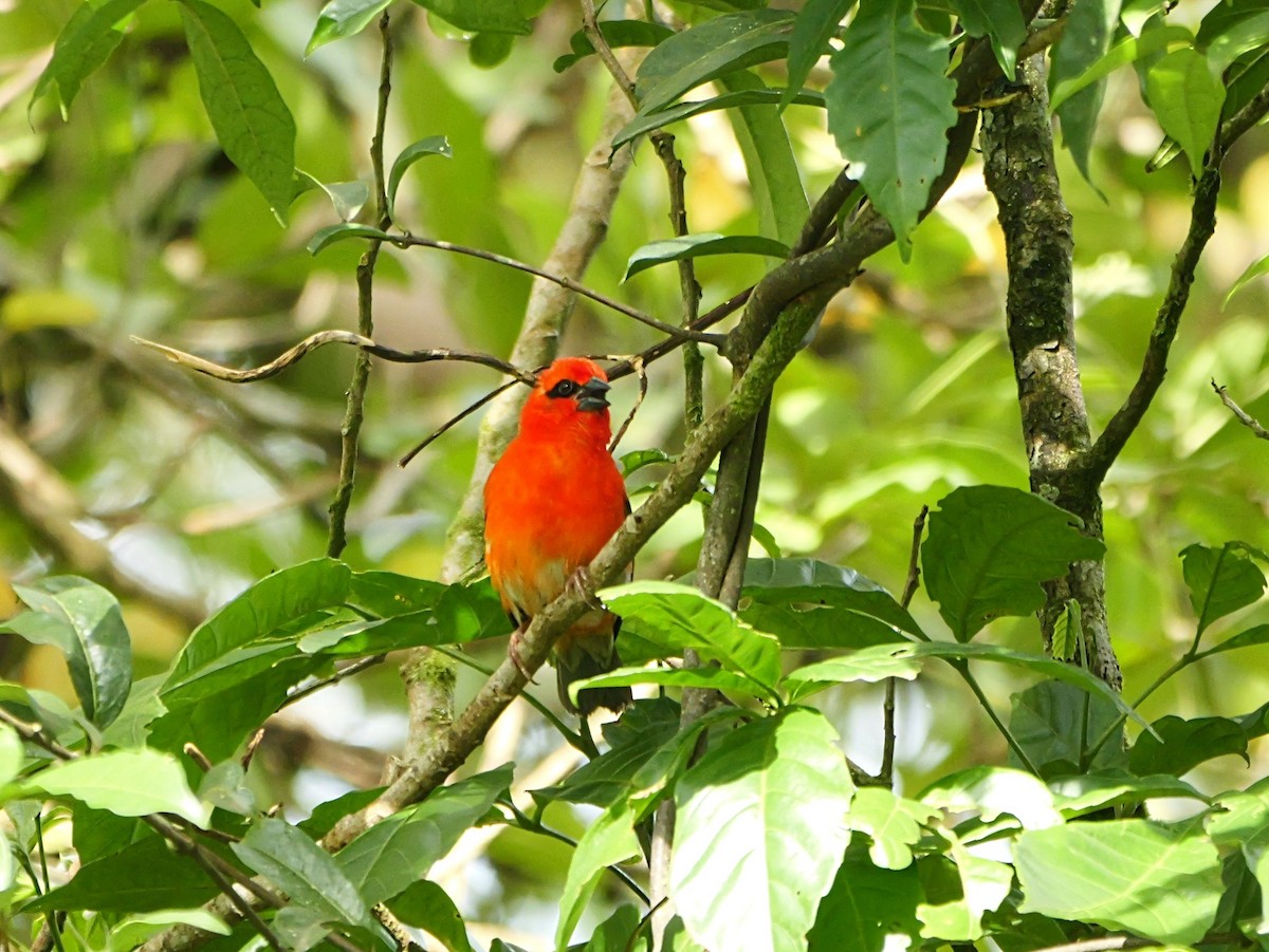 Red Fody - ML646451877