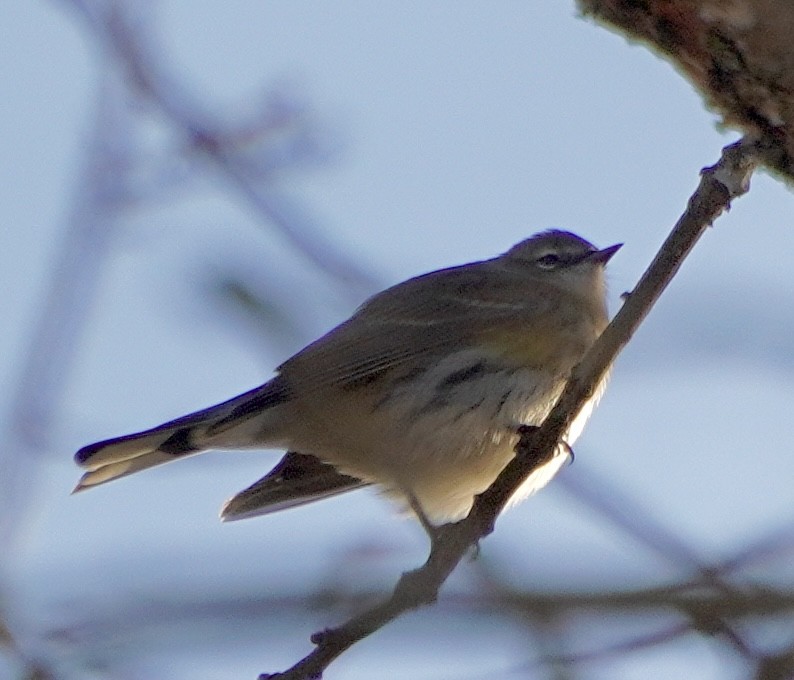 キヅタアメリカムシクイ - ML646451884