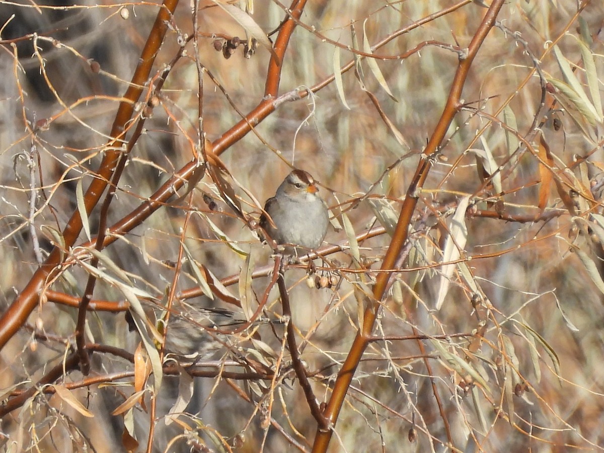 White-crowned Sparrow - ML646451887