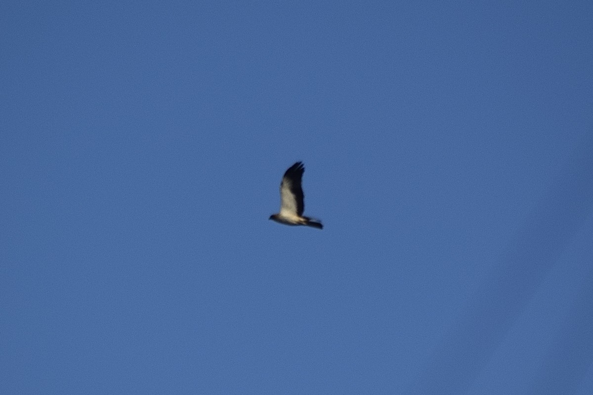 Booted Eagle - ML646451889