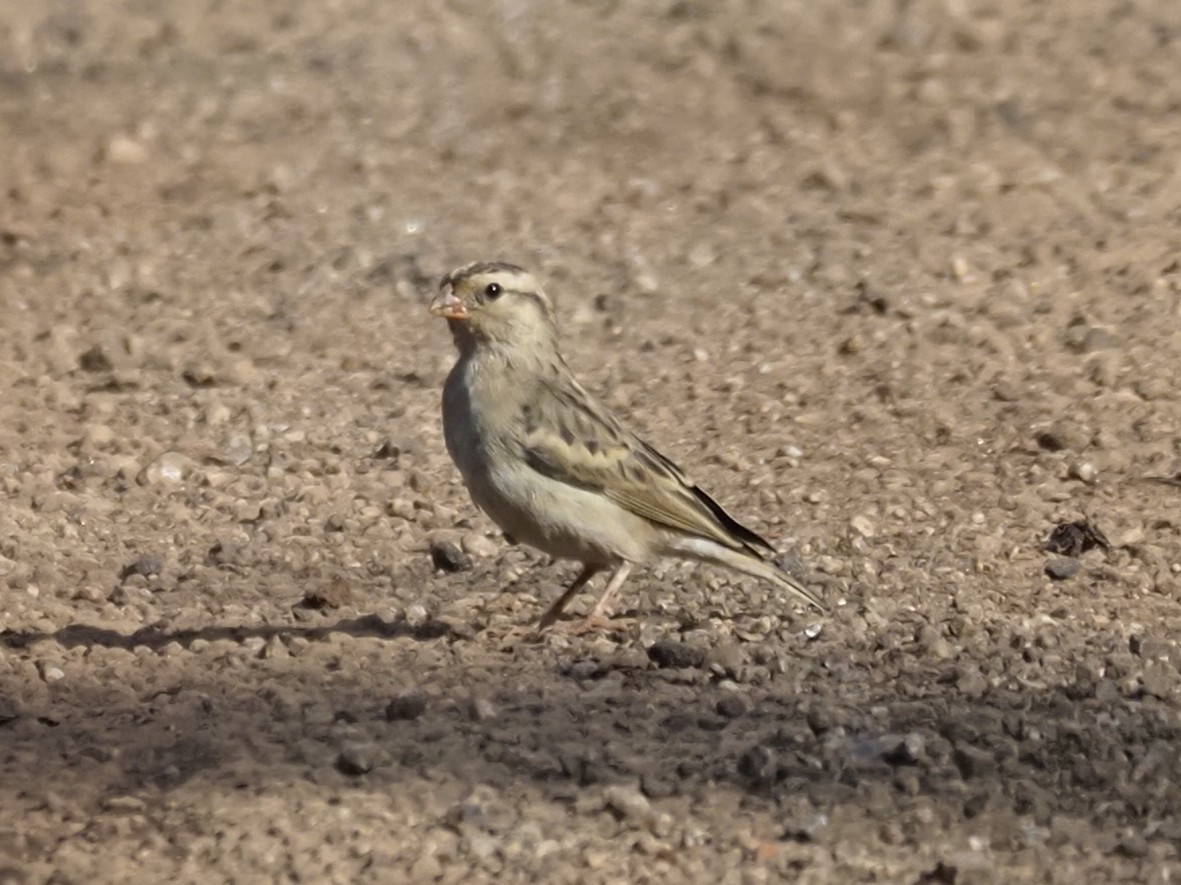 Village Indigobird - ML646451891