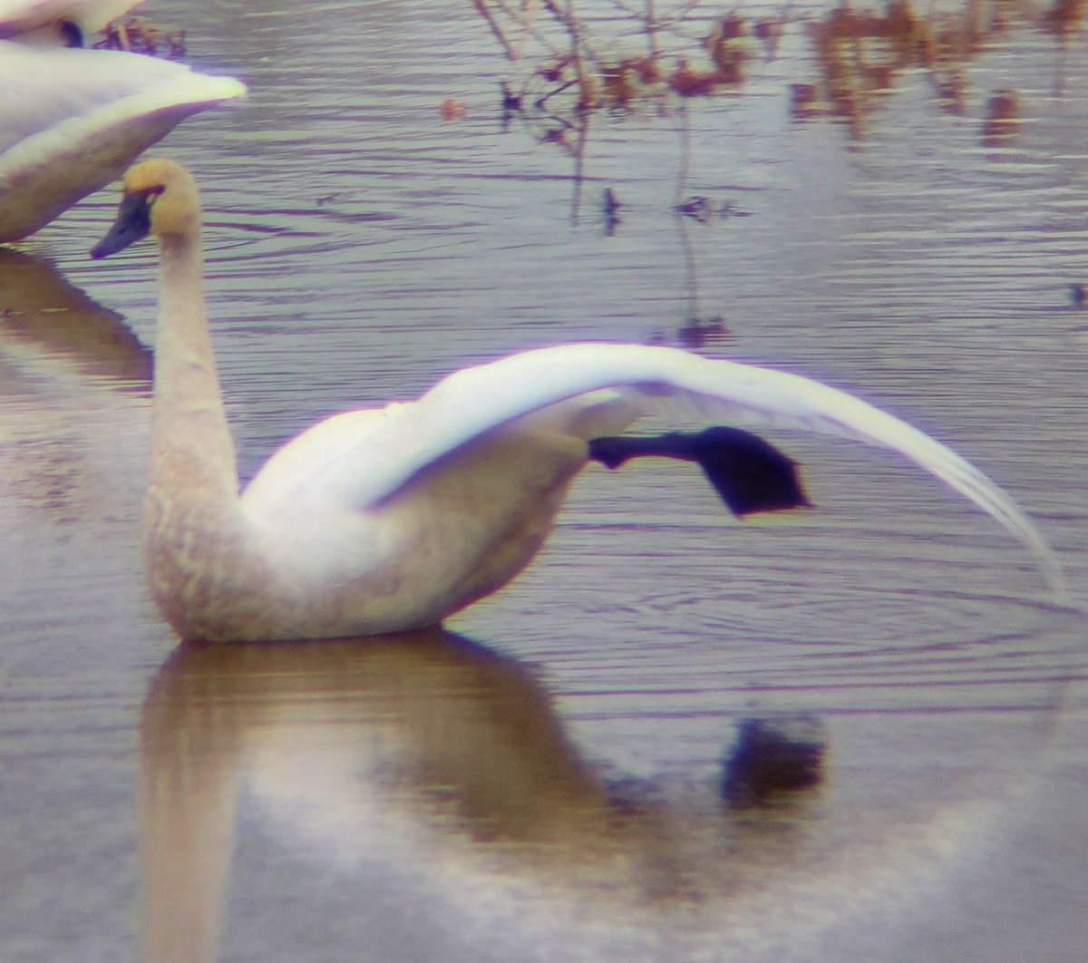 小天鵝(columbianus) - ML646451897