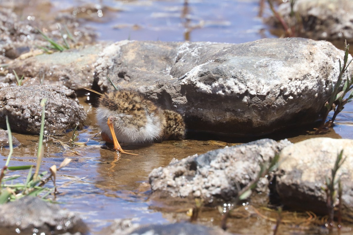 ハシナガチドリ - ML646451900