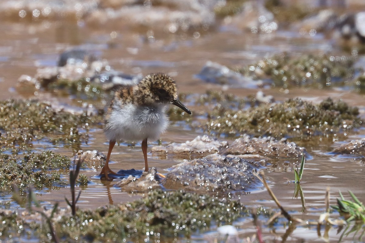 ハシナガチドリ - ML646451901