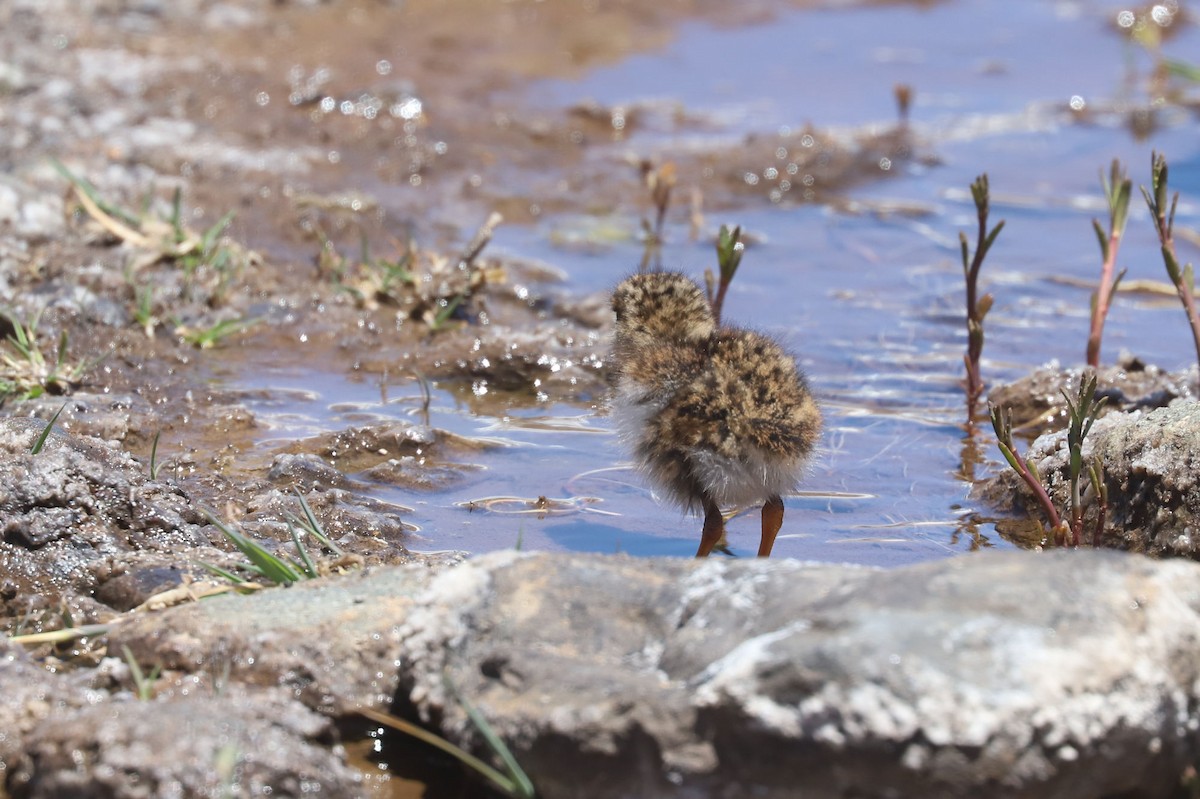 ハシナガチドリ - ML646451902