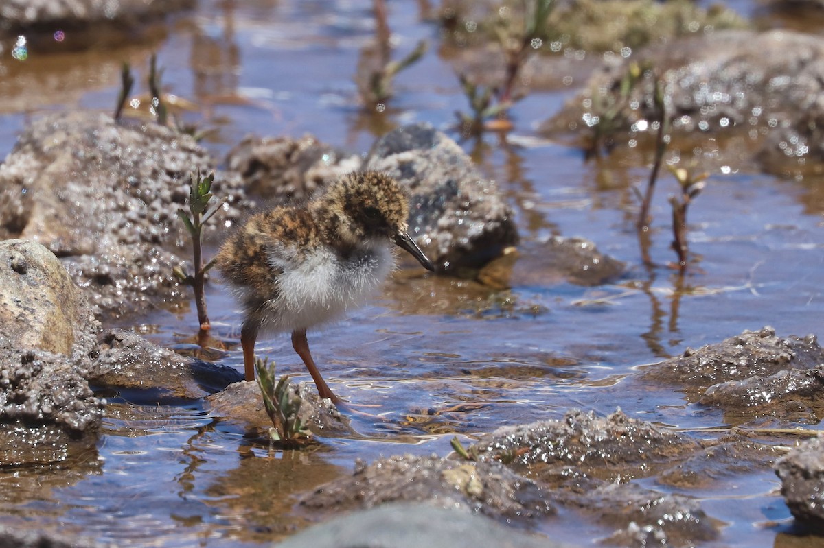 ハシナガチドリ - ML646451904