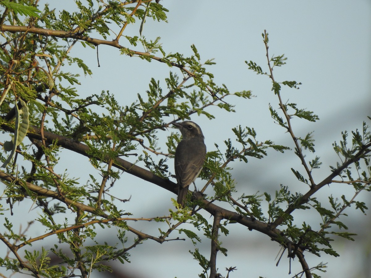 Téphrodorne de Pondichéry - ML646451907