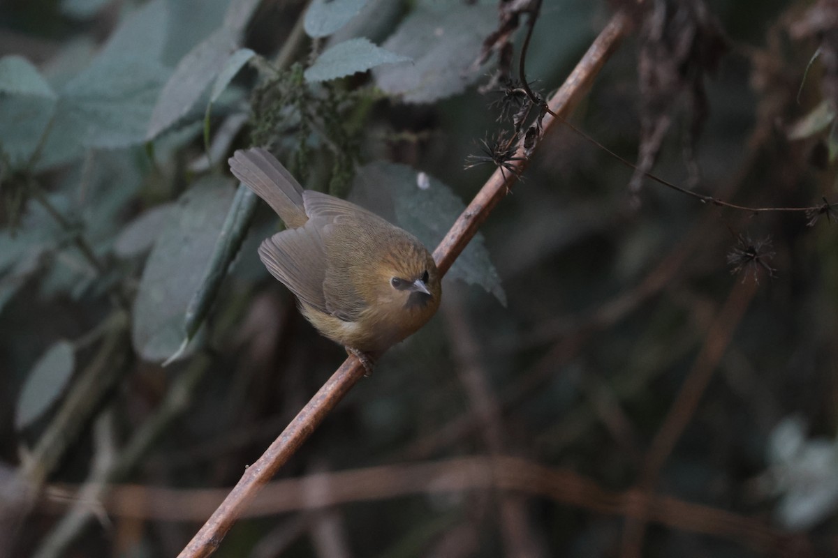 Black-chinned Babbler - ML646451909